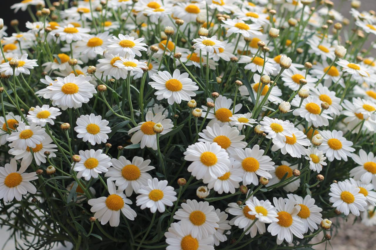מלון Belsele De Perenboom מראה חיצוני תמונה